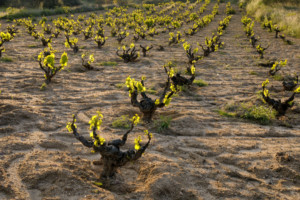 Viñedo